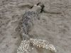 meerjungfrau_blavand_strand_juni_2006_o1