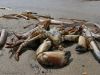 moewenopfer_blavand_strand_june_2006