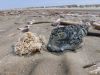nordsee_naturkreativitaet_blavand_starnd_june_2006