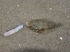 scholle_blavand_strand_juni_2006